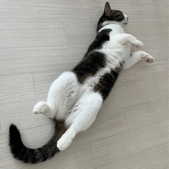 可愛いです！ − 福井県