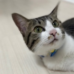 可愛いです！