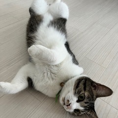 可愛いです！ - 猫