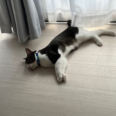 可愛いです！ - 越前市