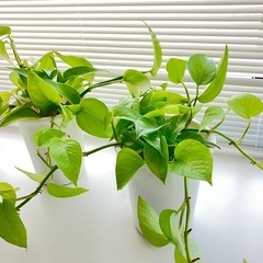 《観葉植物》ポトス 　ライム　　　　　　　　１ポット 