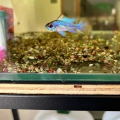 熱帯魚の画像