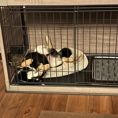 【里親さま決定しました】豆柴です。 - 犬