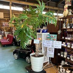 【愛品館八千代店】観葉植物　フィロデンドロン・セロウム