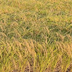 【新米：２０２４年収穫】ヒノヒカリ玄米（３０ｋｇ３袋＝１．５俵：...