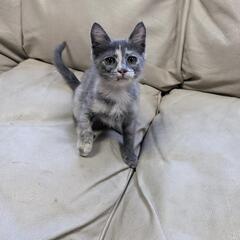 【トライアル中】グレー・白・茶の子猫（1枚目画像は10/12撮影）