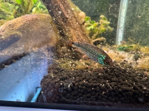 (完全別血統ペア・在庫ラスト)アピストグラマ アガシジィ ブルーフレーム 1Pr