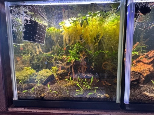 (完全別血統ペア・在庫ラスト)アピストグラマ アガシジィ ブルーフレーム 1Pr