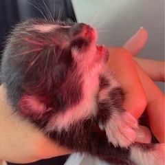 まだ生まれたて猫ちゃん