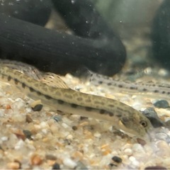 シマドジョウ　2、3センチぐらい