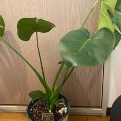 観葉植物　モンテスラ　アダンソニー