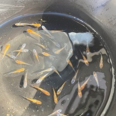 天界メダカ10匹の画像