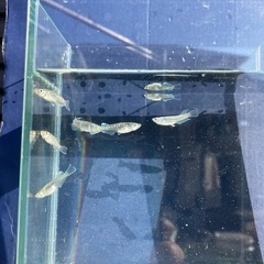 エメキンメダカ　
7匹の画像