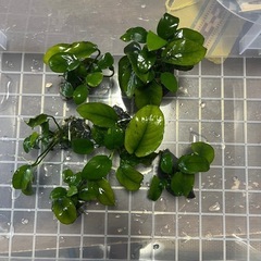 【水草】アヌビアスナナ