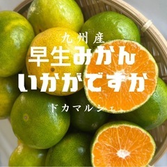 みかん　5キロ