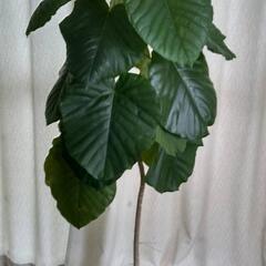 ウンベラータ 150cm