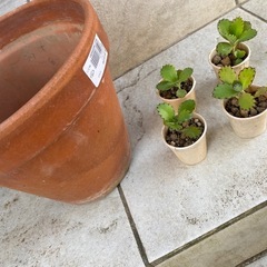 【最終値下げ】多肉植物　サボテン　植木鉢つき♪