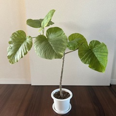 ウンベラータ　　取木　　

