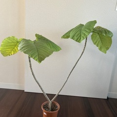 ウンベラータ　
