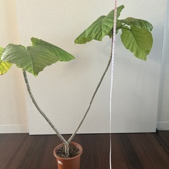 ウンベラータ　の画像