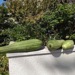 ヘチマ　の画像