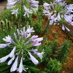 【受渡し先決定】　アガパンサス苗の画像