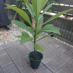 プルメリア苗木 ガーデニング ハワイのお花