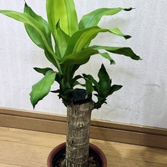 ドラセナ マッサンゲアナ　小　観葉植物