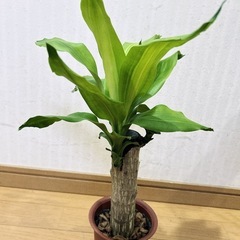 ドラセナ マッサンゲアナ　小　観葉植物の画像