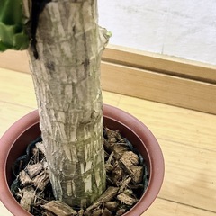 ドラセナ マッサンゲアナ　小　観葉植物の画像