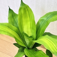ドラセナ マッサンゲアナ　小　観葉植物の画像