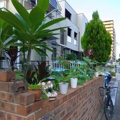 熱帯植物　観葉植物いかがですか　500円〜3000円　見学歓迎