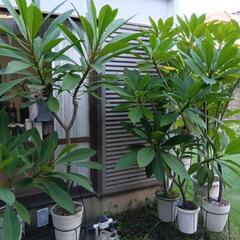 熱帯植物　観葉植物いかがですか　500円〜3000円　見学歓迎の画像