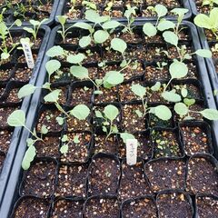 【※11月始め頃まで取引予定です。】  野菜の苗 (白菜、ｷｬﾍ...