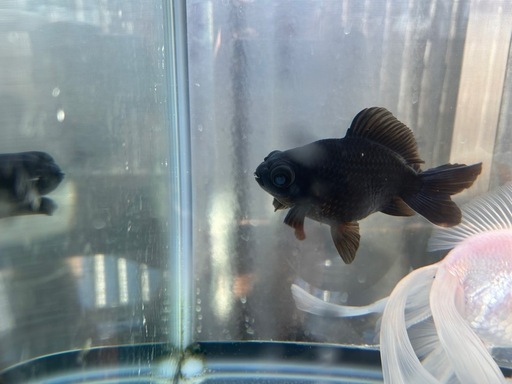 金魚