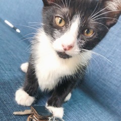 ずっとのお家が決定❣️【ハチくん】仔猫(♂) 生後3ヶ月　ワクチ...