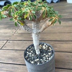 ユーフォルビア ギラウミニアナ　実生