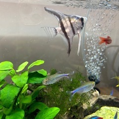 熱帯魚