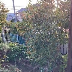 キンモクセイ (鉢植え)