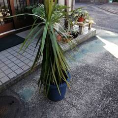 ドラセナコンシンネ大株の画像