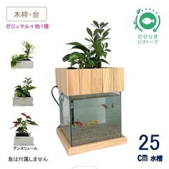 せせらぎビオトープ