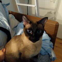 美しいトンキニーズ猫5歳