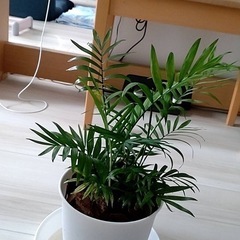 観葉植物