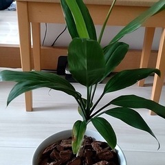 観葉植物
