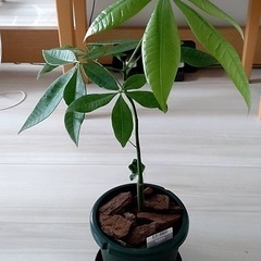 パキラ