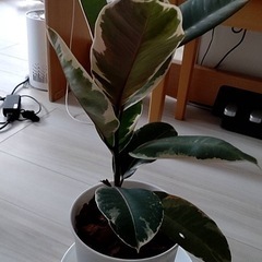 観葉植物