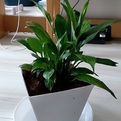 観葉植物