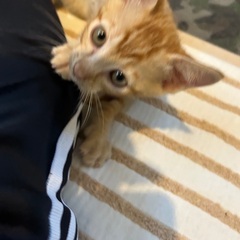 ちゃとらの男の子