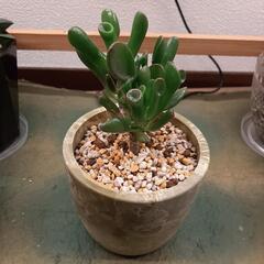 ゴーラム　多肉植物　クラッスラ属