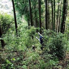クワガタ観察
